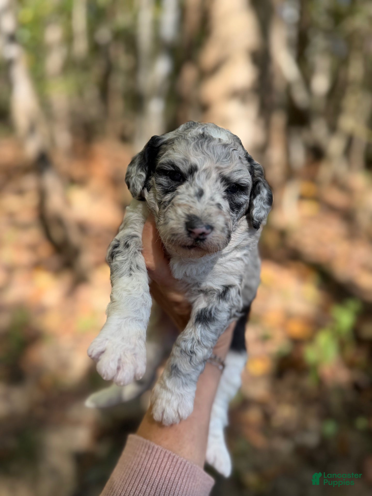 Aussiedoodle dogs for sale: Aussiedoodle 4 - Ad 32