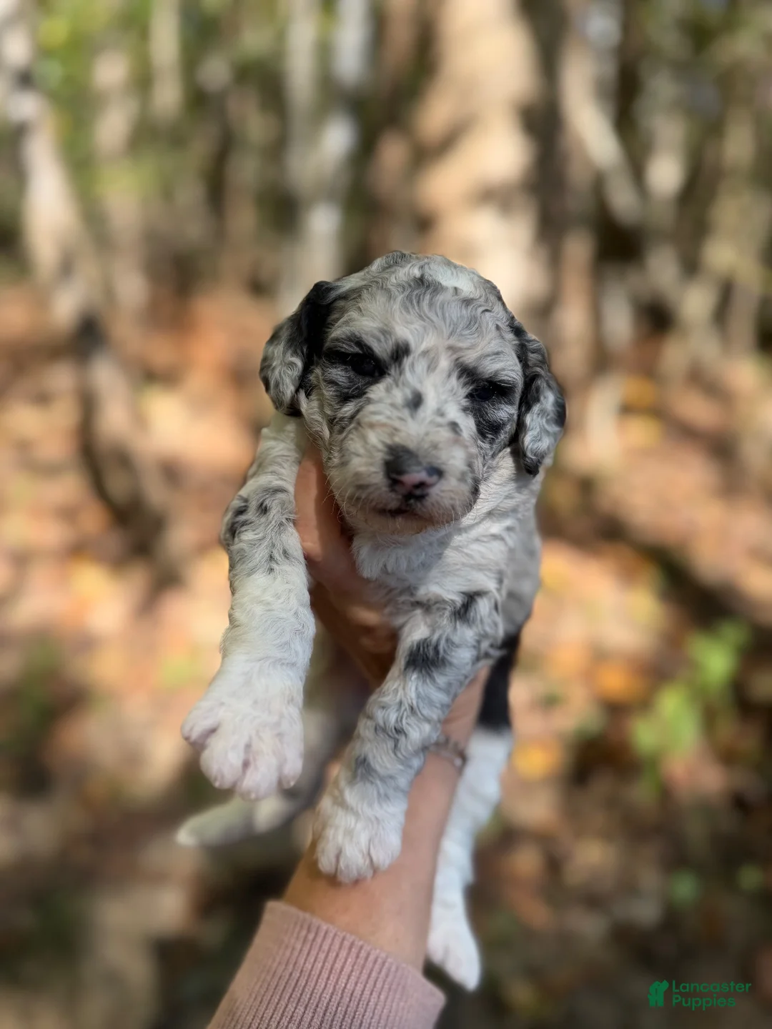 Aussiedoodle dogs for sale: Aussiedoodle 4 - Ad 1