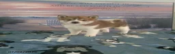 Shiba Inu dogs for sale: Shani - Ad 3