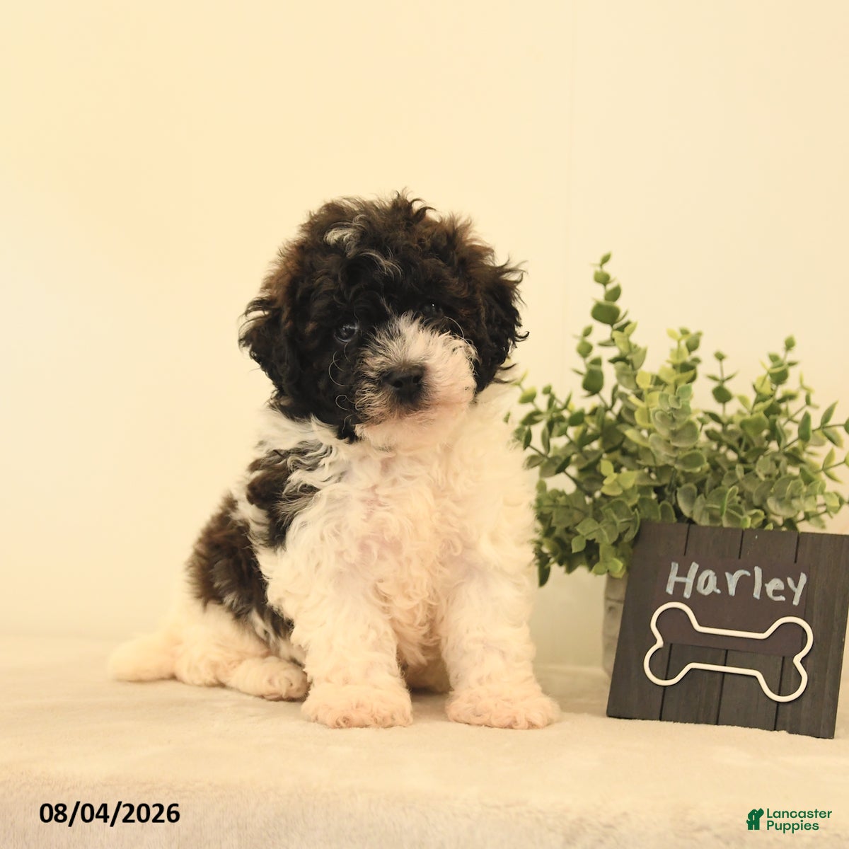 Teddy Bear dogs Harley - Ad 1