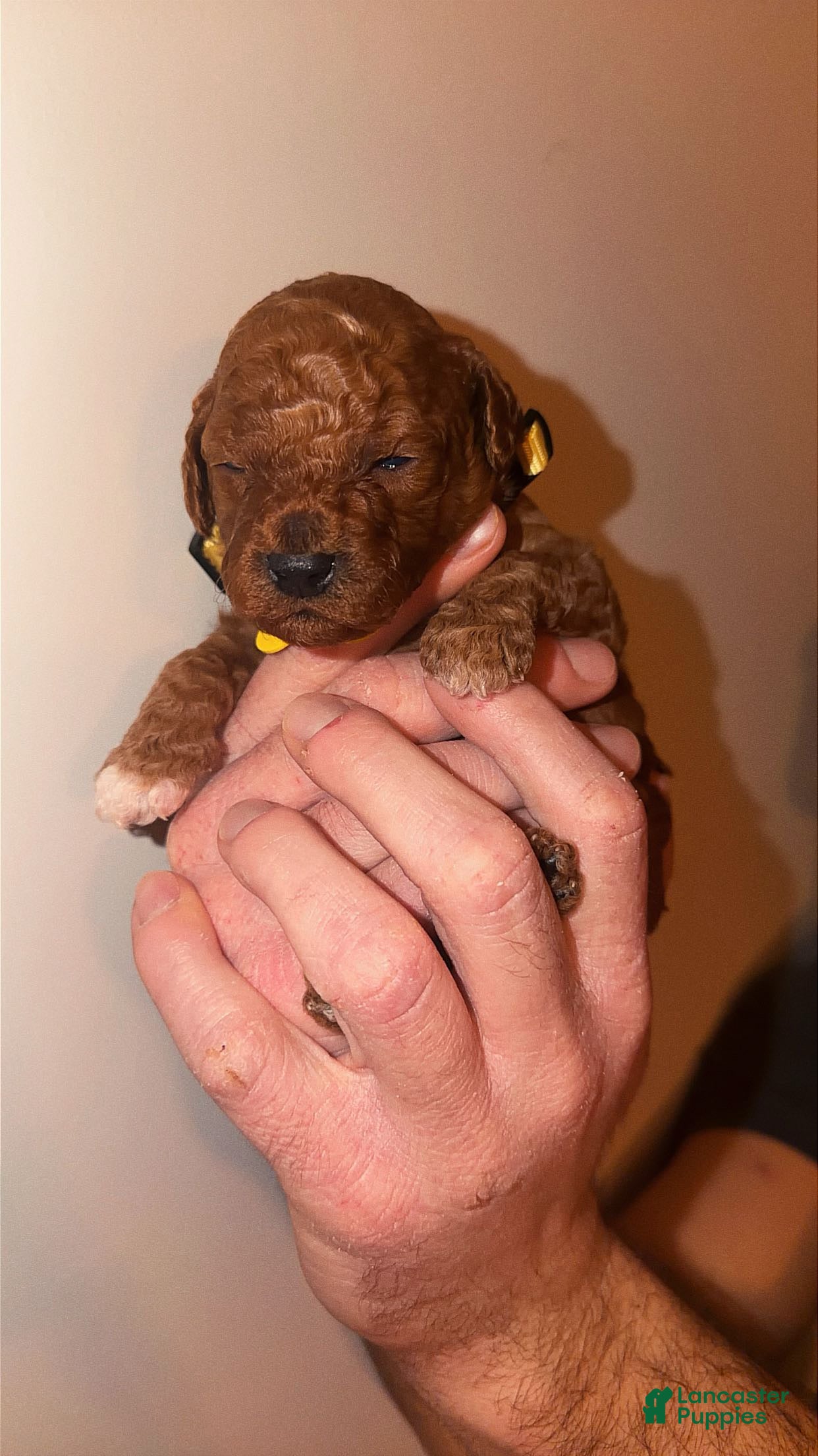 Mini Goldendoodle dogs Mini Goldendoodle Puppy 1 - Ad 19