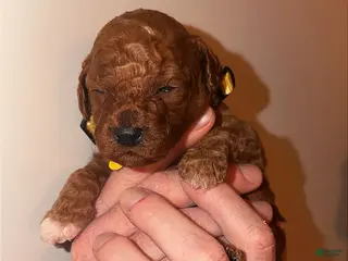 Mini Goldendoodle dogs Mini Goldendoodle Puppy 1 - Ad 19