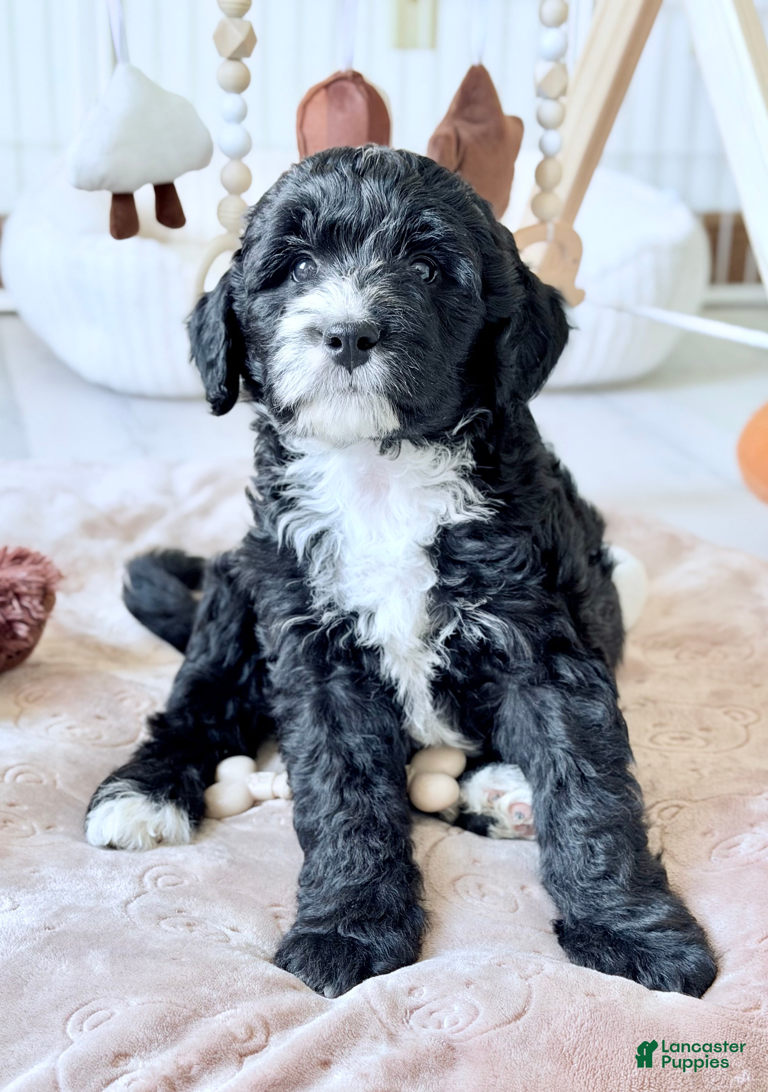 Bernedoodle dogs Promise  - Ad 1