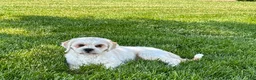 Lhasa Apso dogs for sale: Beau - Ad 10