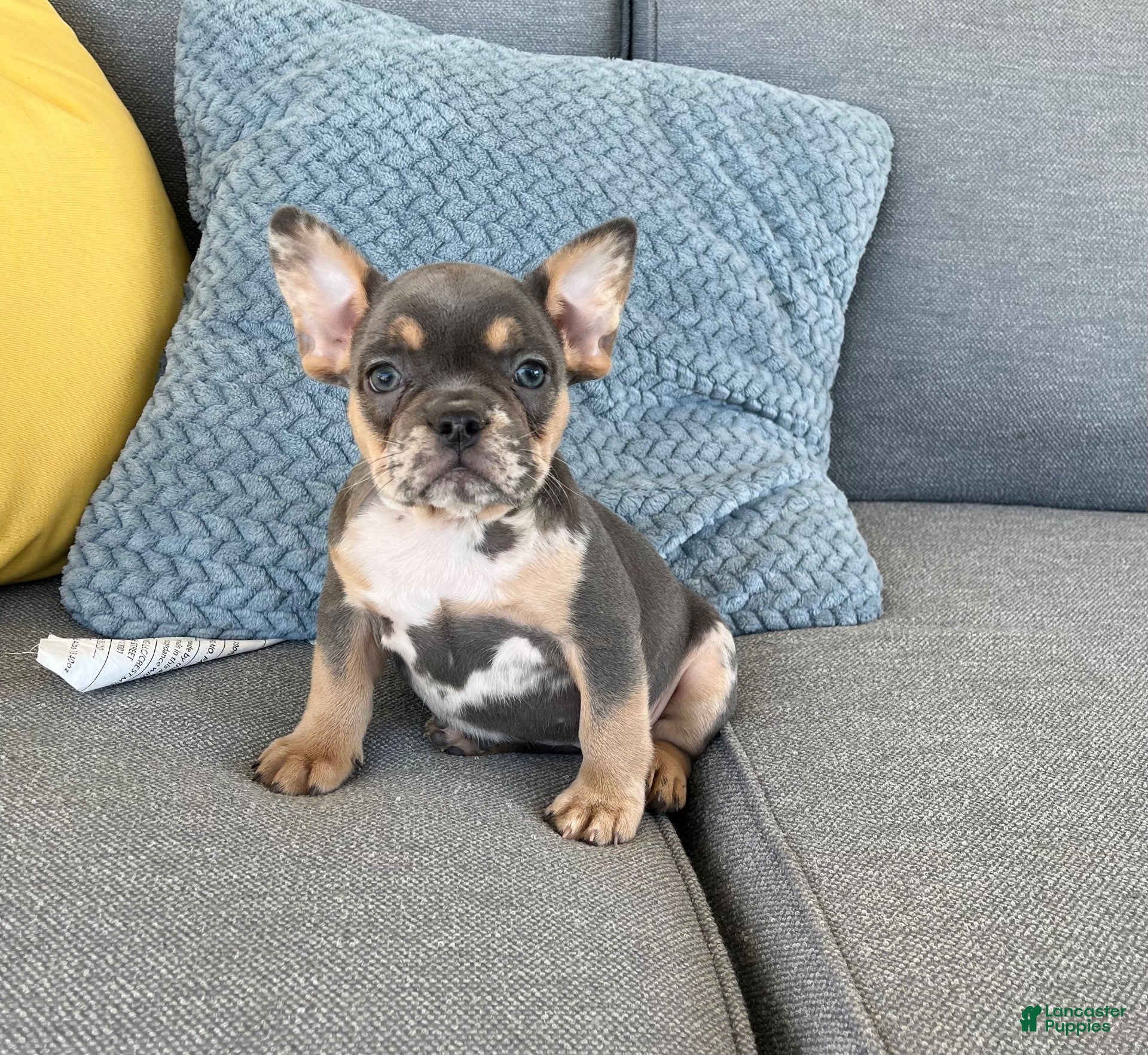 French Bulldog dogs Maggie - Ad 2