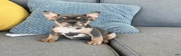 French Bulldog dogs for sale: Maggie - Ad 2