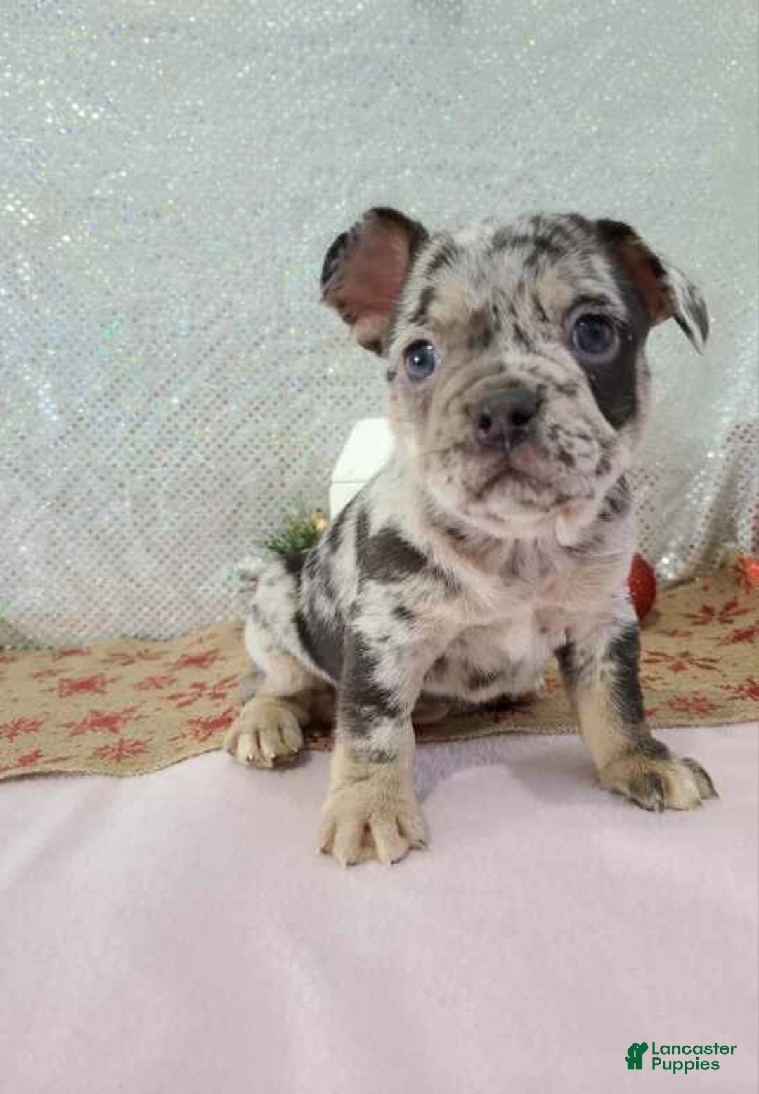 French Bulldog dogs for sale: Spotty - Ad 5