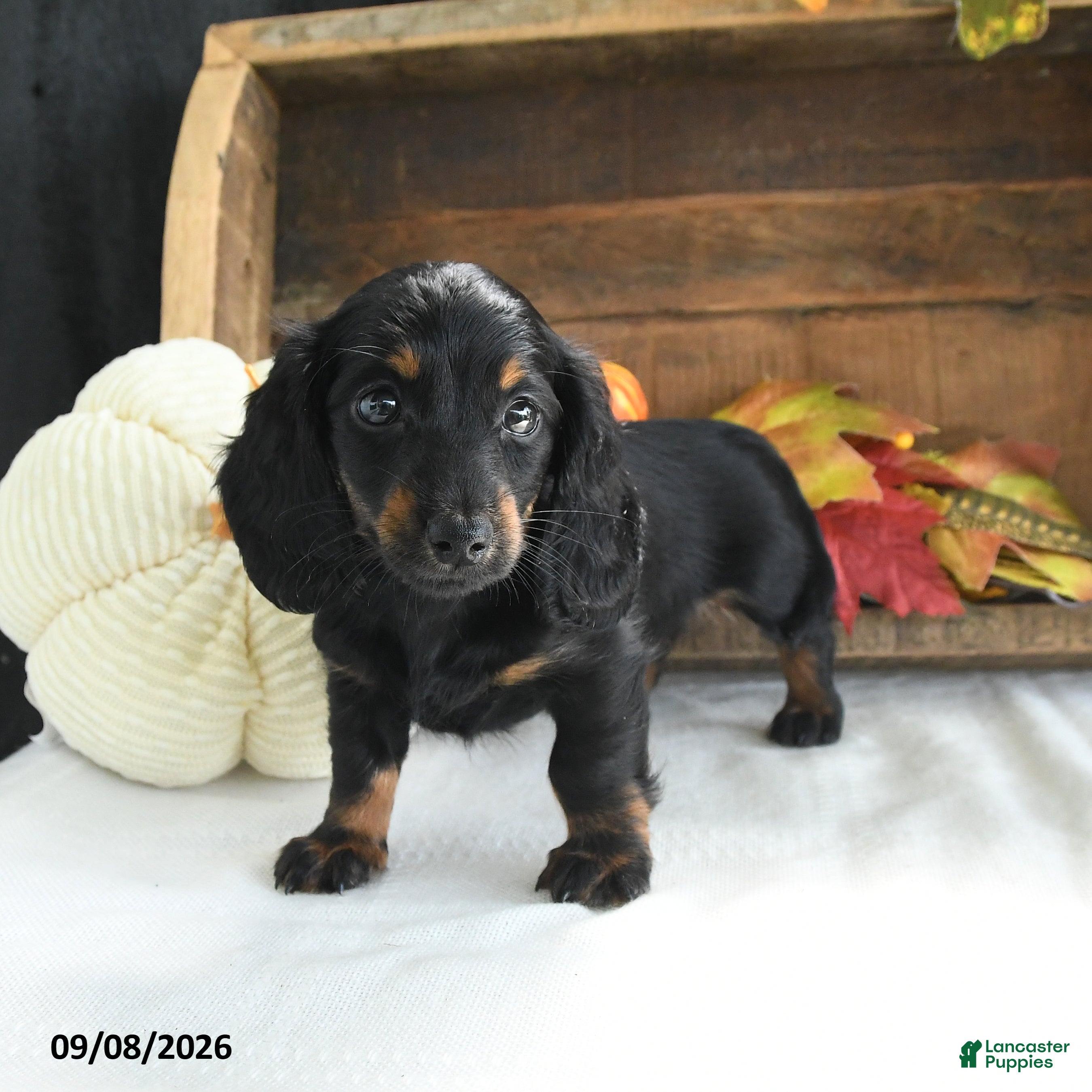 Miniature Dachshund dogs Delia - Ad 2