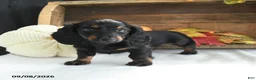 Miniature Dachshund dogs for sale: Delia - Ad 2