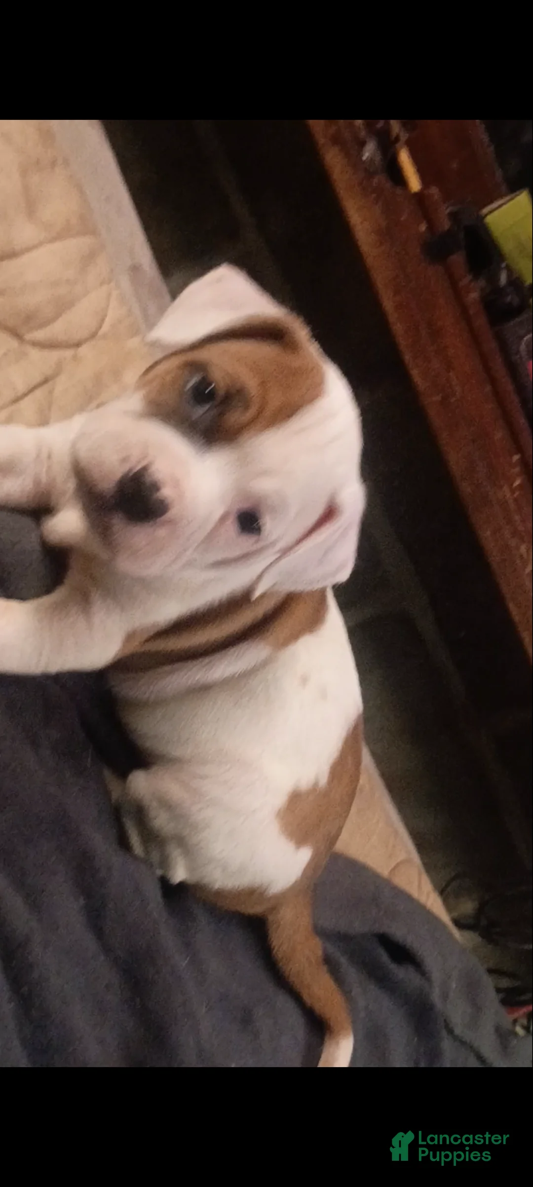 American Staffordshire Terrier dogs for sale: American Staffordshire Terrier Puppy 6 - Ad 5