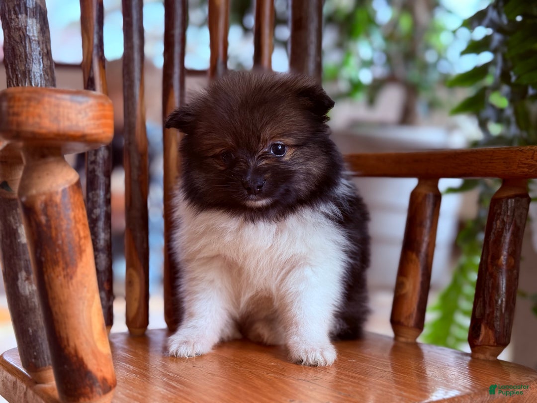 Pomeranian dogs for sale: Kappucina - Ad 2