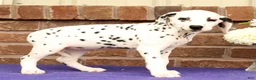 Dalmatian dogs for sale: Fran - Ad 3