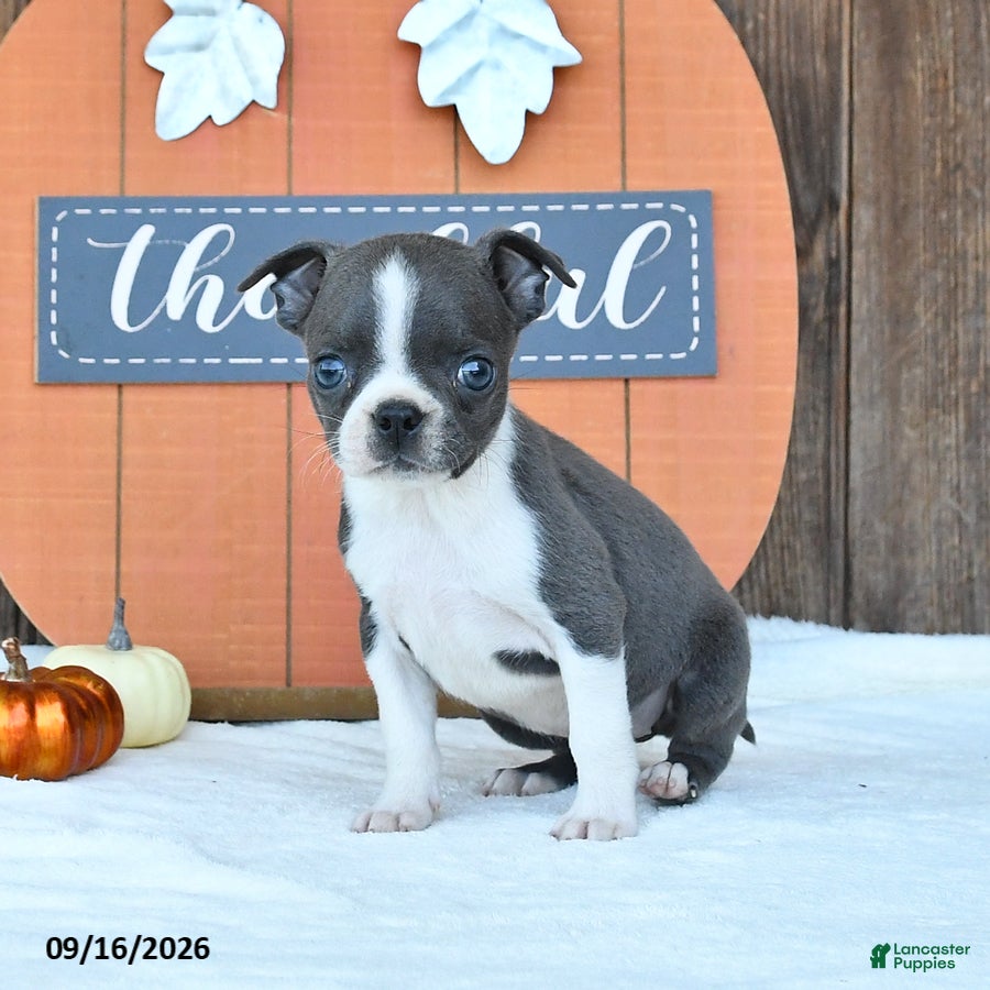 Boston Terrier dogs Awesome - Ad 2