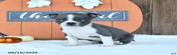 Boston Terrier dogs for sale: Awesome - Ad 2