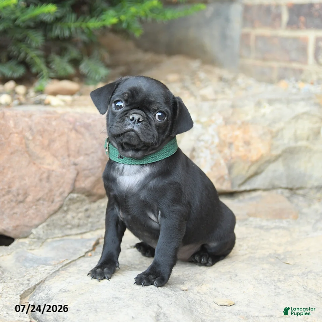 Pug dogs for sale: Pansy - Ad 3