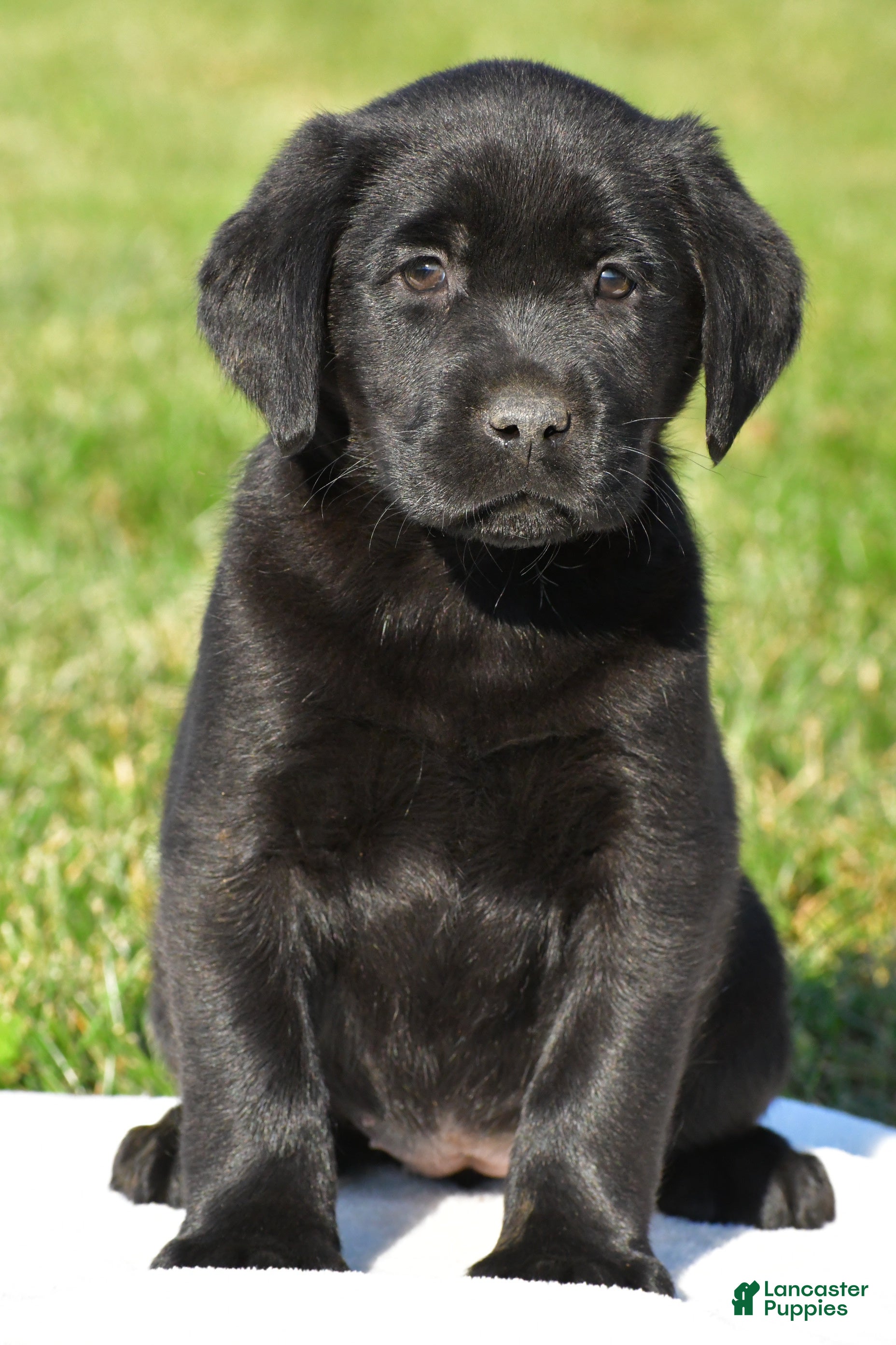Labrador Retriever dogs for sale: Lacey - Ad 1