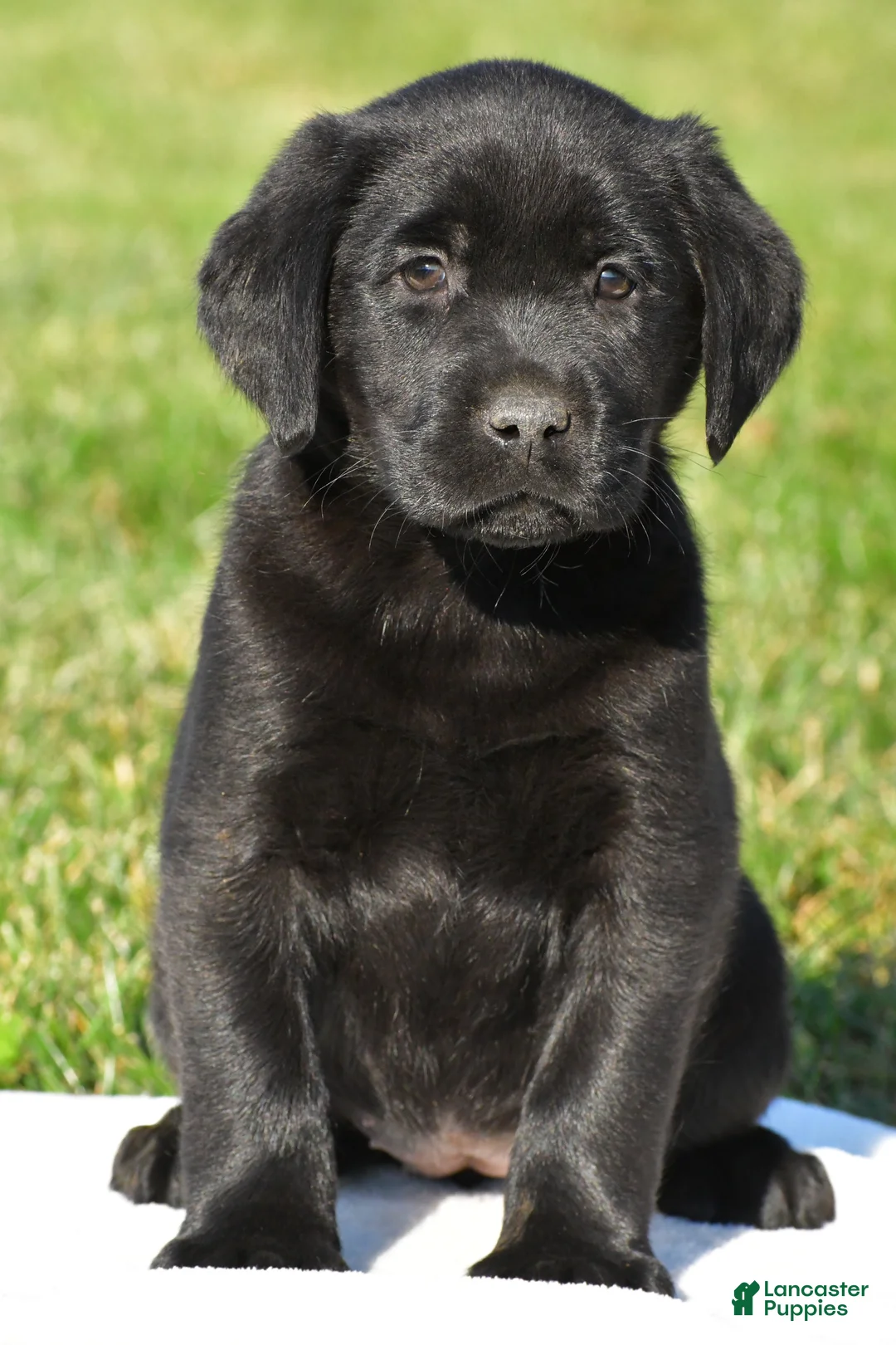 Labrador Retriever dogs for sale: Lacey - Ad 1