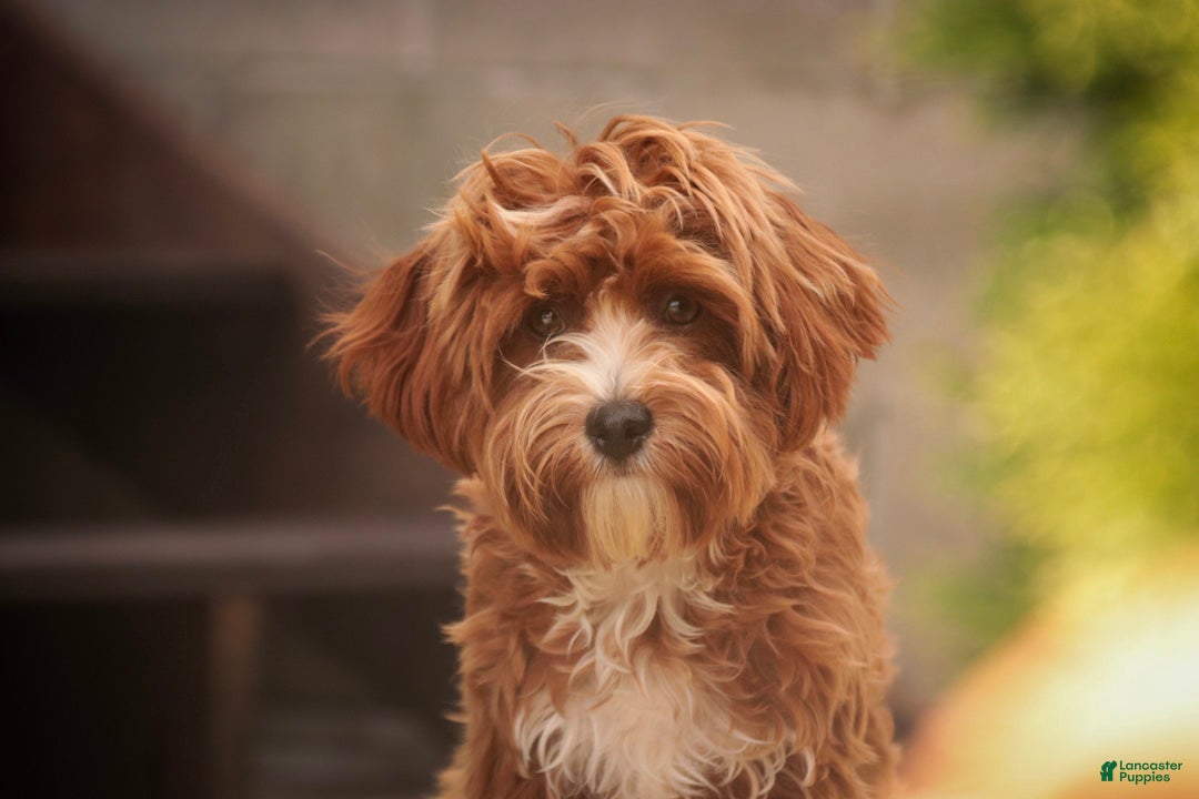 Cavapoo dogs Harper - Ad 2