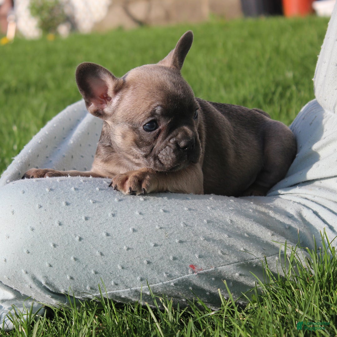 French Bulldog dogs for sale: Alaina - Ad 10