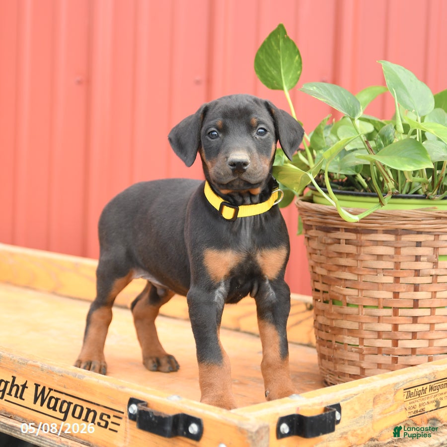 Doberman Pinscher dogs Rocket - Ad 1