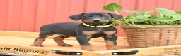 Doberman Pinscher dogs for sale: Rocket - Ad 1