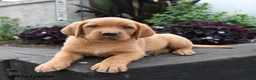 Labrador Retriever dogs for sale: Bear - Ad 4