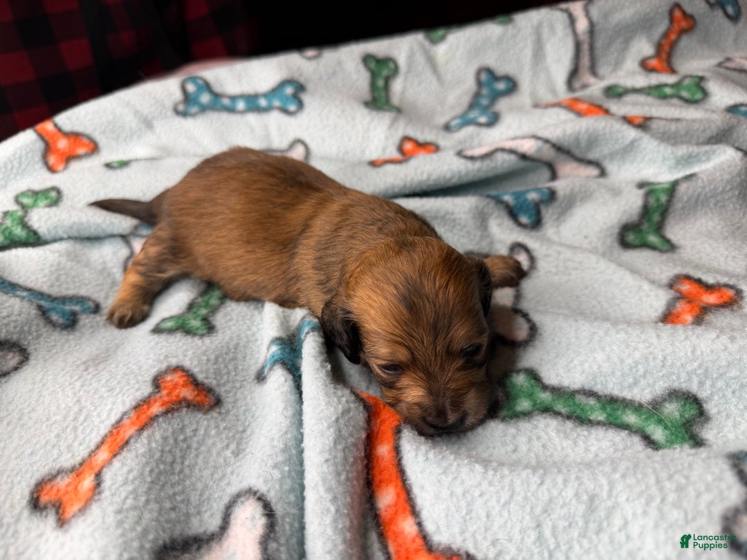 Miniature Dachshund dogs for sale: ee cream - Ad 17