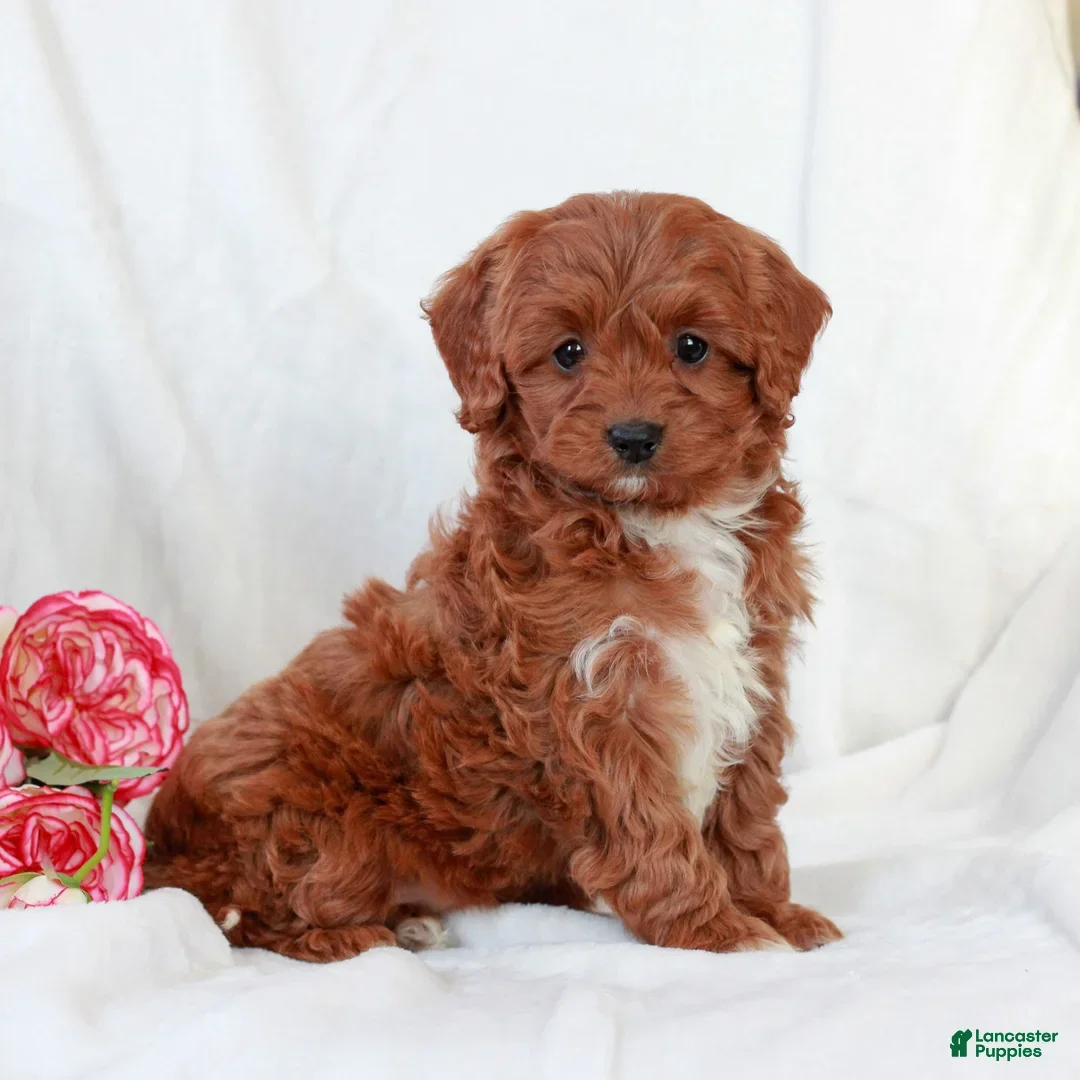 Cavapoo dogs for sale: Layla - Ad 3