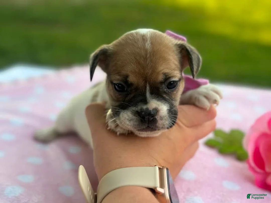 French Bulldog dogs for sale: Sweet Pea - Ad 1