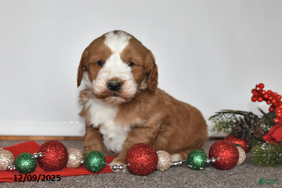Mini Goldendoodle dogs for sale: Joe - Ad 4