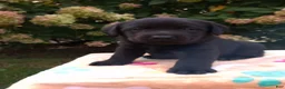 Labrador Retriever dogs for sale: Noble - Ad 3