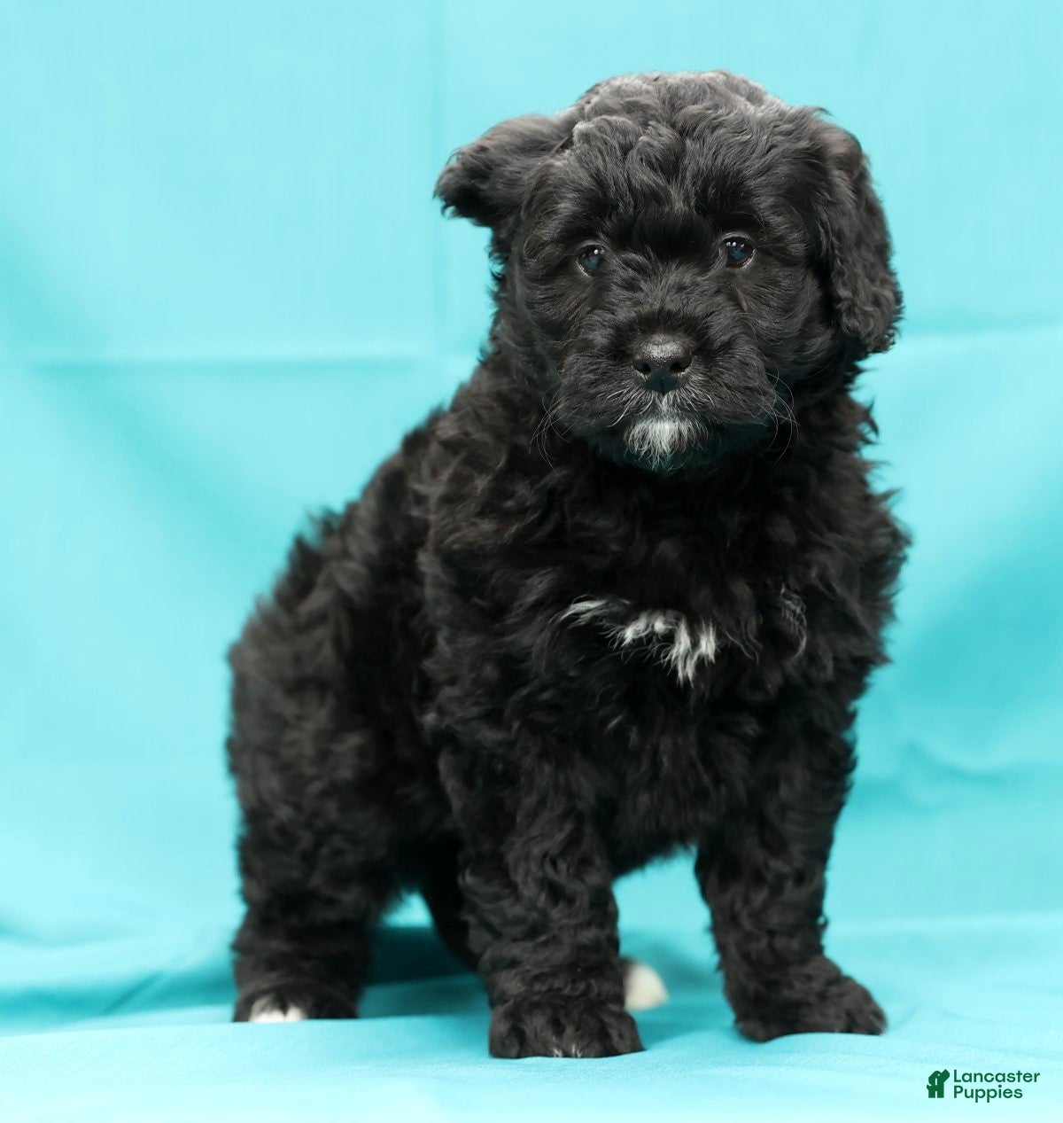 Mini Bernedoodle dogs Cora - Ad 2