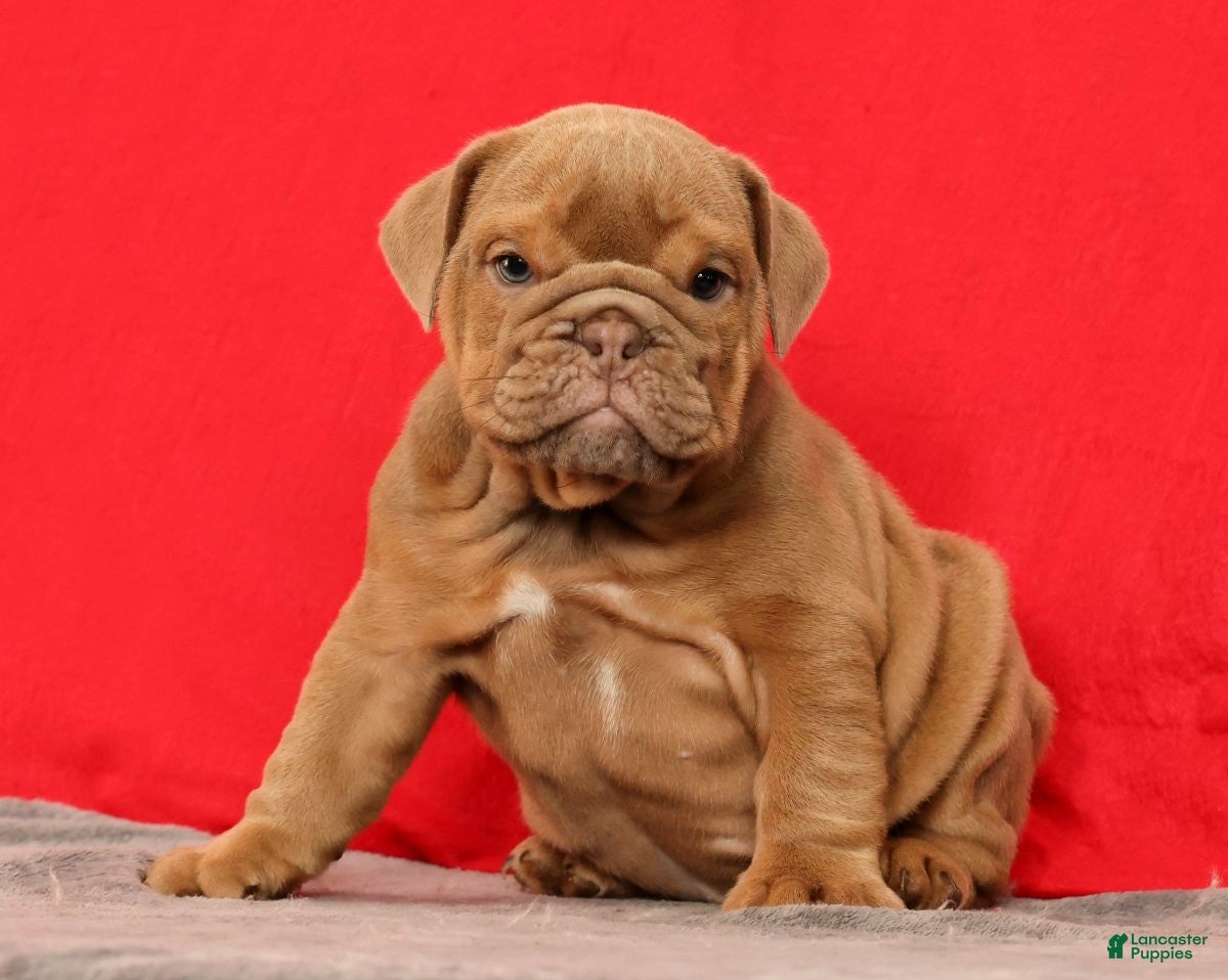 English Bulldog dogs Scarlett - Ad 2