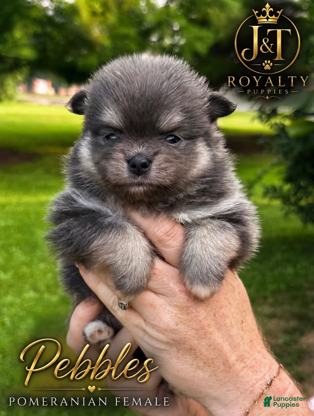 Pomeranian dogs for sale: Pebbles - Ad 1