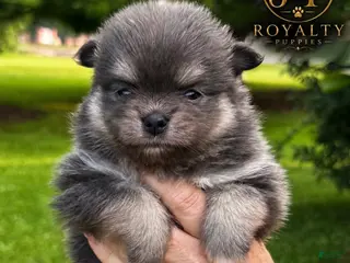 Pomeranian dogs Pebbles - Ad 9