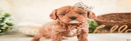 Cavapoo dogs for sale: Haven - Ad 6