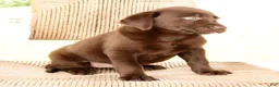 Labrador Retriever dogs for sale: Mindy - Ad 9