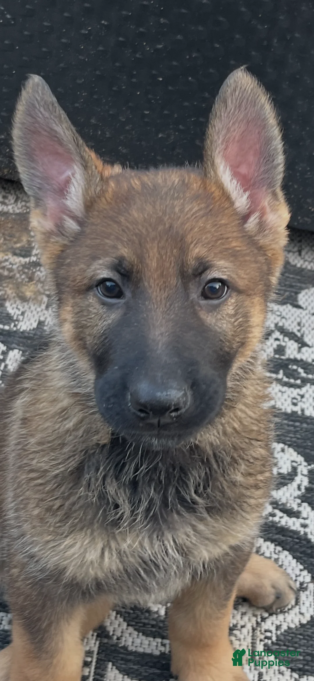 German Shepherd dogs for sale: German Shepherd Puppy 2 - Ad 1