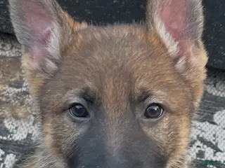 German Shepherd dogs German Shepherd Puppy 2 - Ad 30
