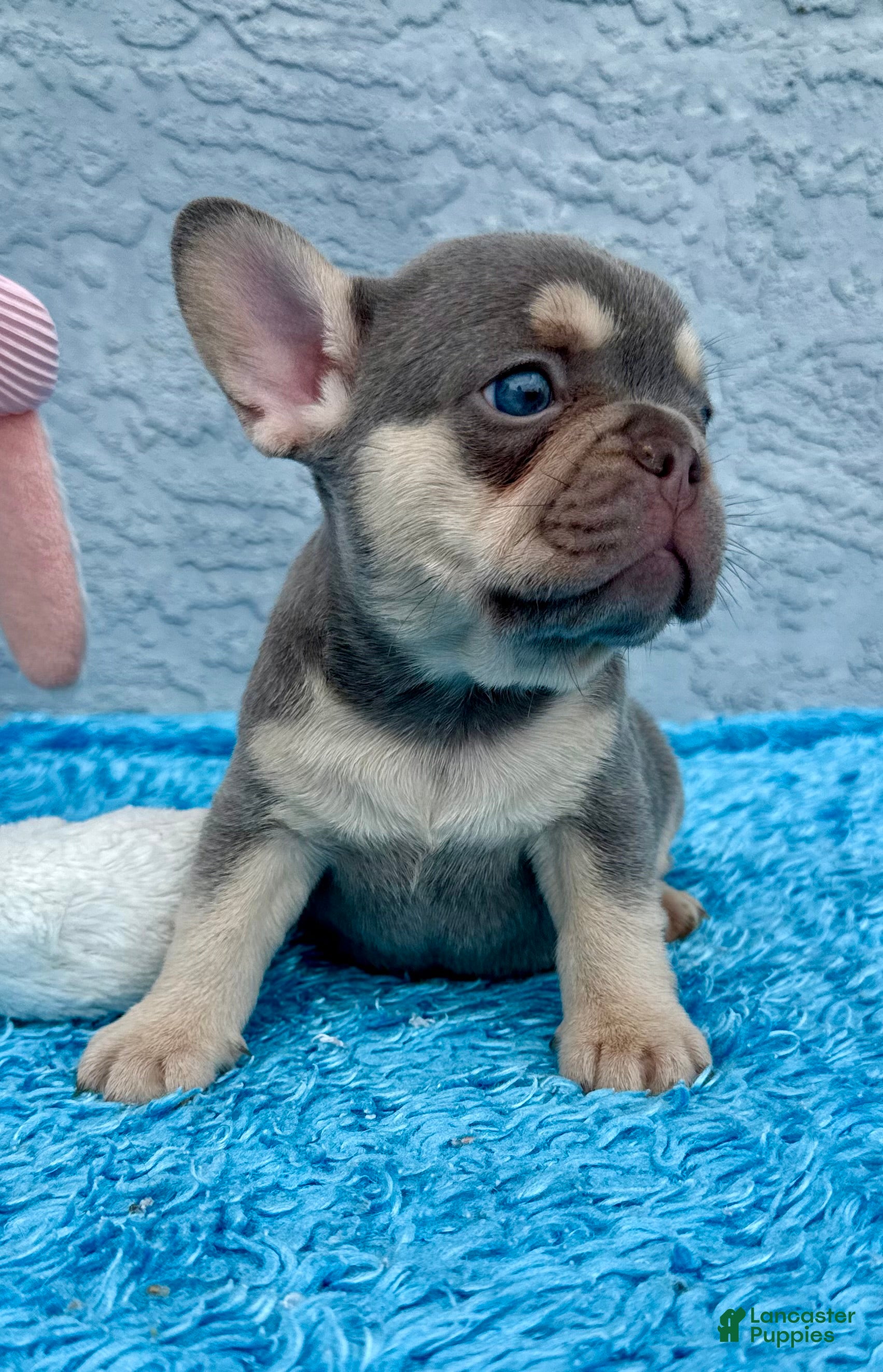 French Bulldog dogs Athena - Ad 1