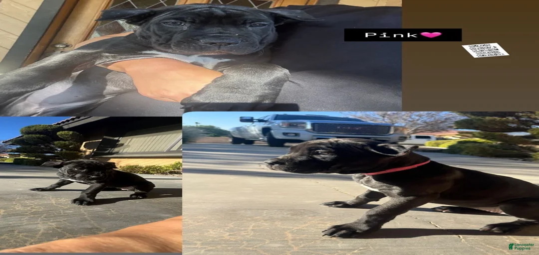 Gallery Image {{count}}