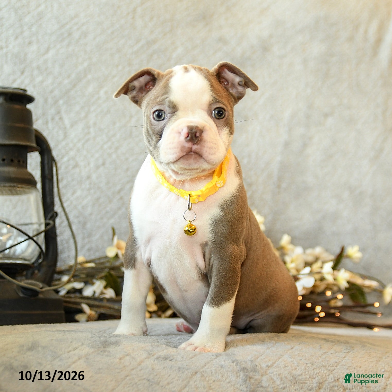 Boston Terrier dogs Caramel - Ad 2