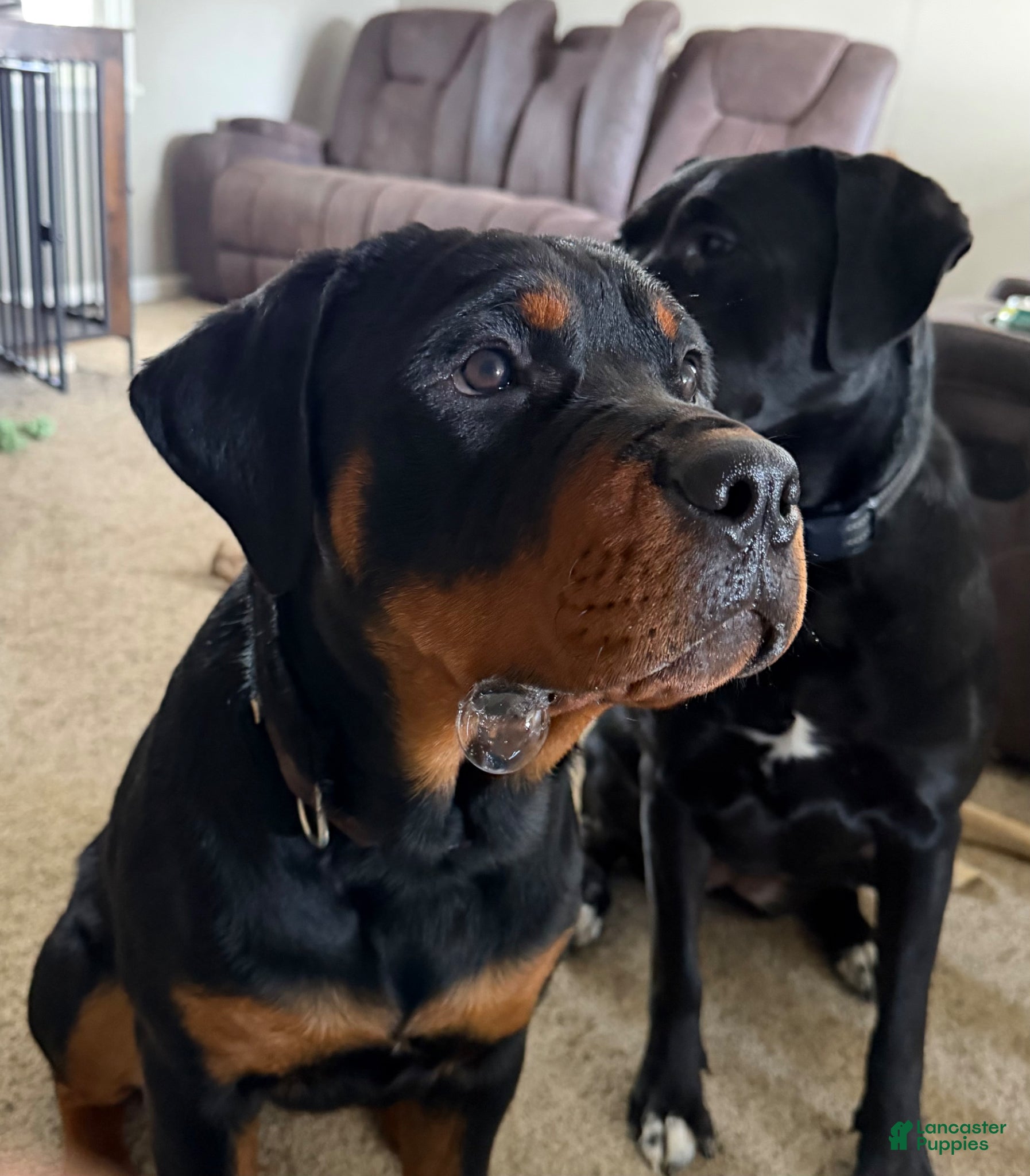 Rottweiler dogs Rottweiler Puppy 1 - Ad 20