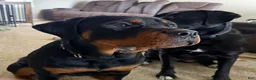 Rottweiler dogs for sale: Rottweiler Puppy 1 - Ad 1