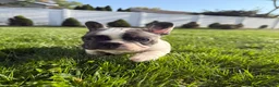 French Bulldog dogs for sale: Yang - Ad 6