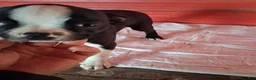 Boston Terrier dogs for sale: Jay - Ad 10