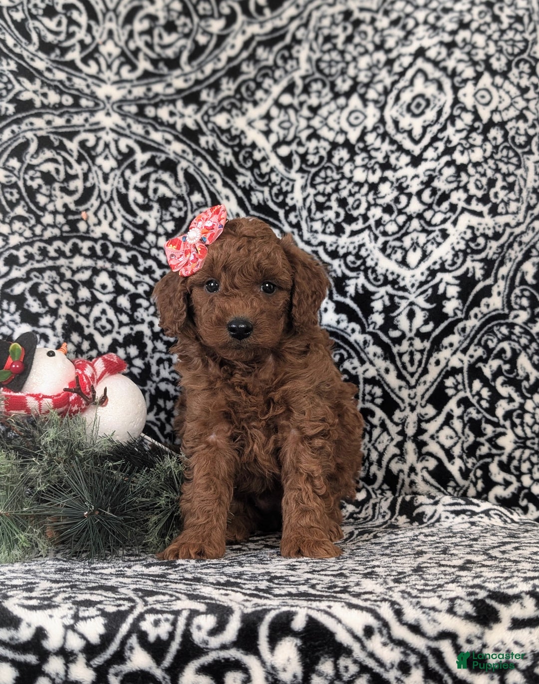 Mixed Breed dogs for sale: Charity Hypoallergenic - Ad 2