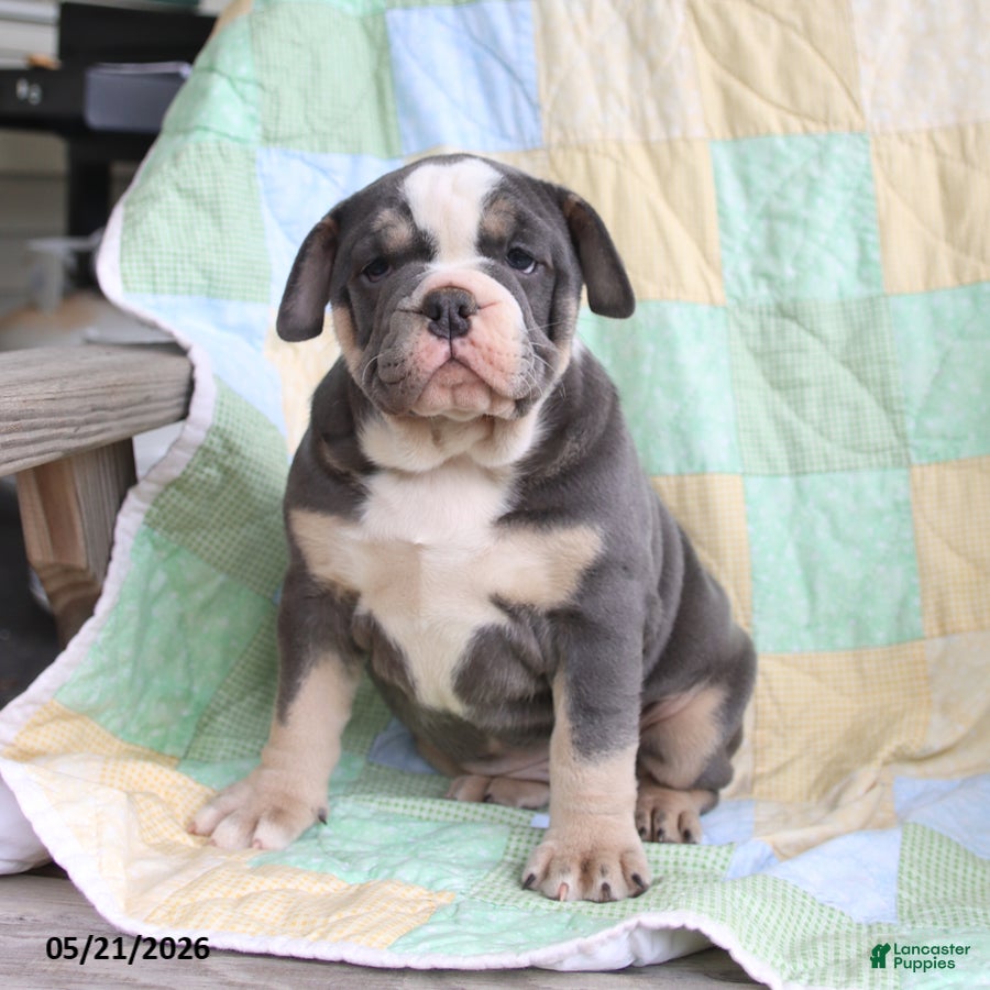 Olde English Bulldogge dogs Pasha - Ad 1