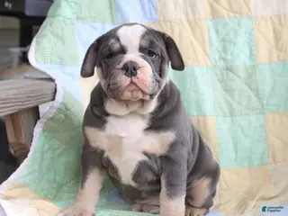 Olde English Bulldogge dogs for sale: Pasha - Ad 1
