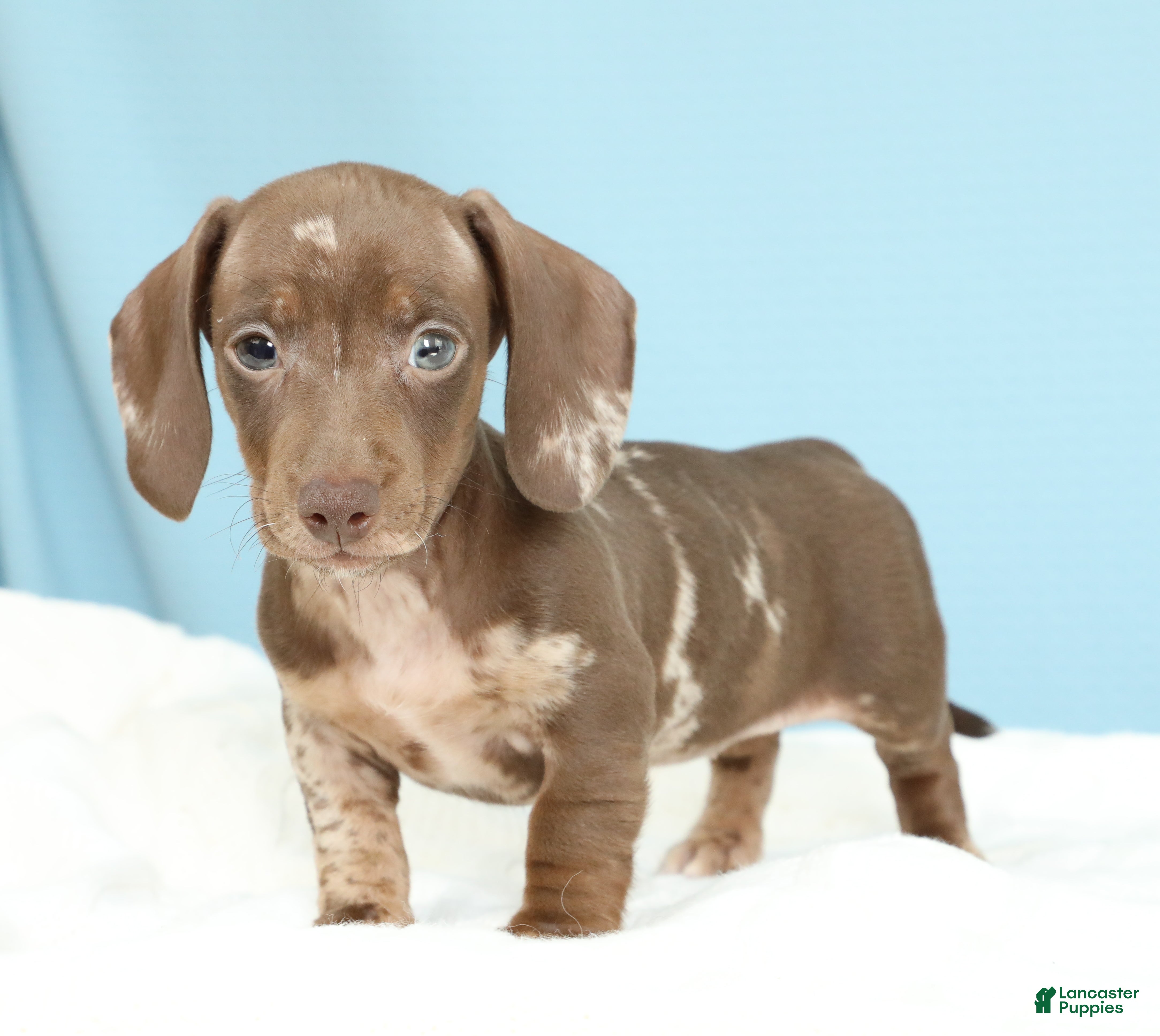 Miniature Dachshund dogs Kenna - Ad 2